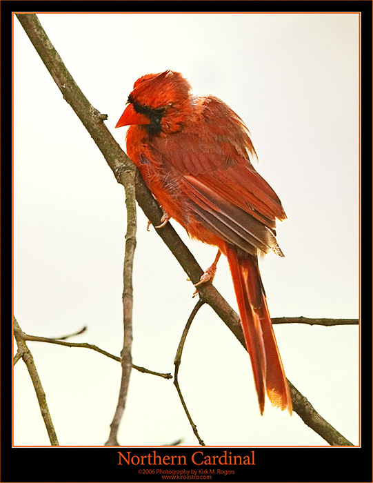 Northern Cardinal