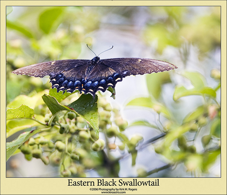 Eastern Black Swallowtail