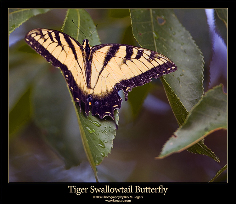 Tiger Swallowtail