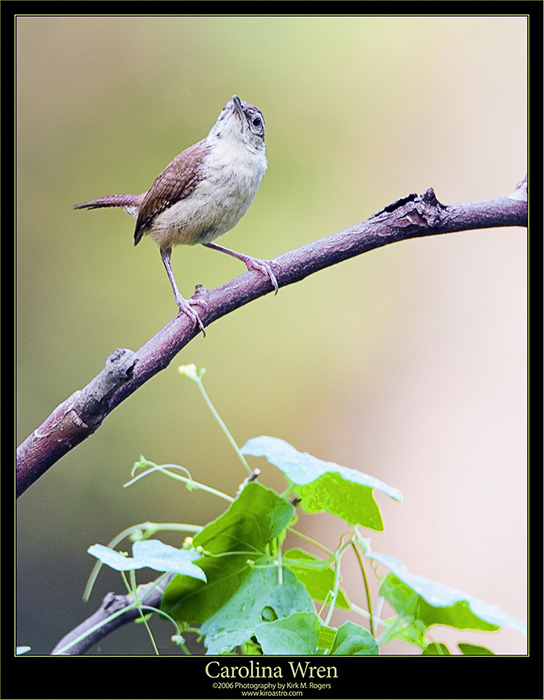 Carolina Wren