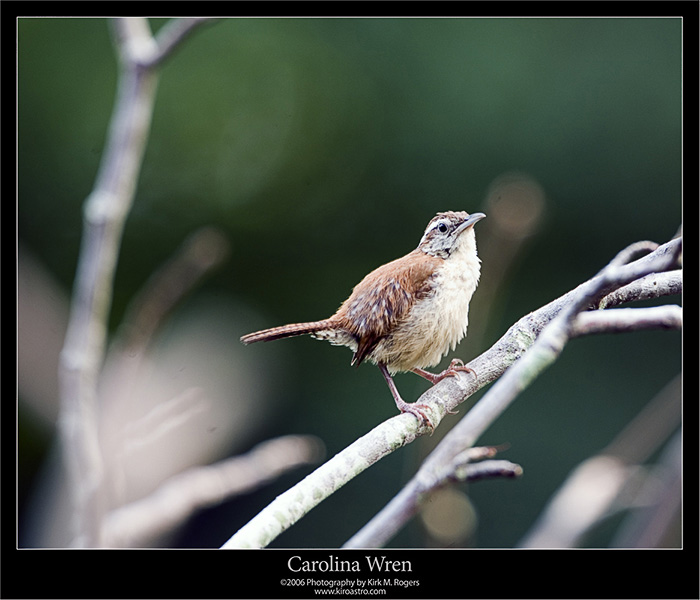 Wren - Another View