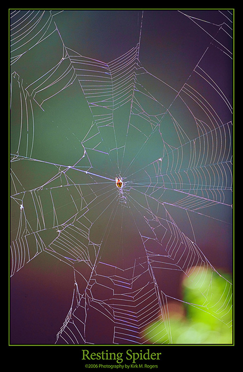 Spider Web