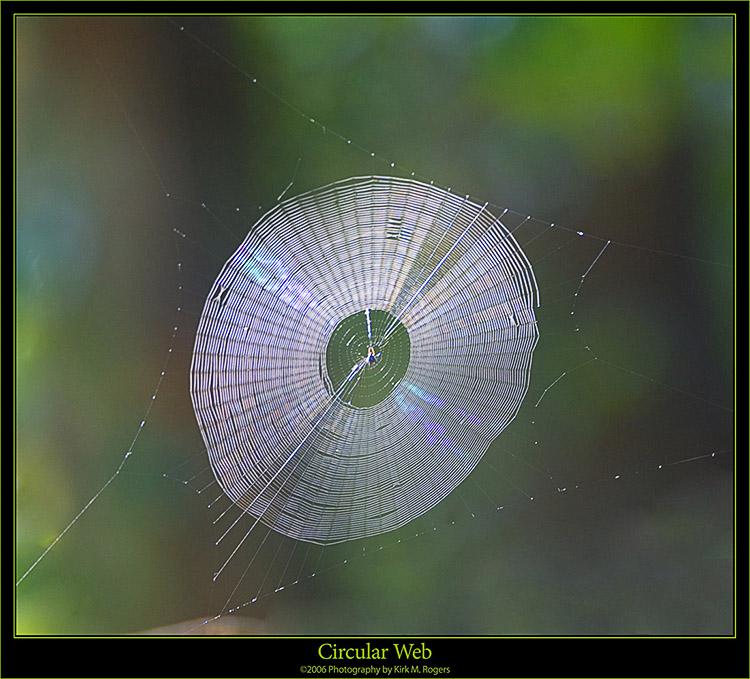 Circular Web