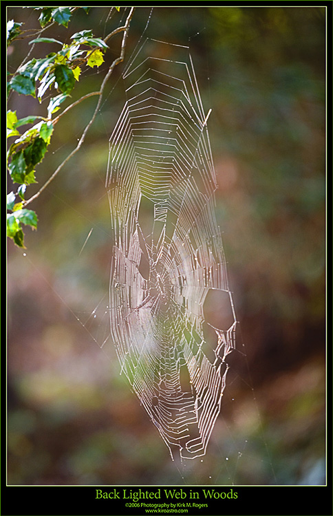 One of the Spider Webs in the Woods