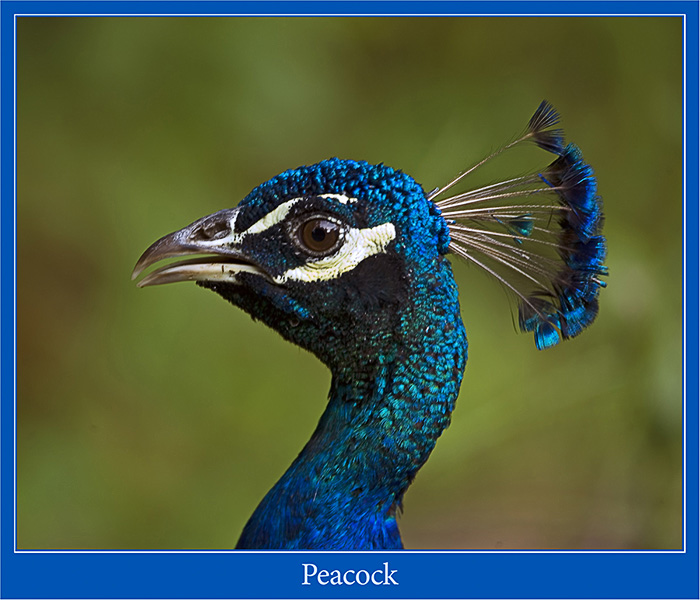 Peacock - Headshot
