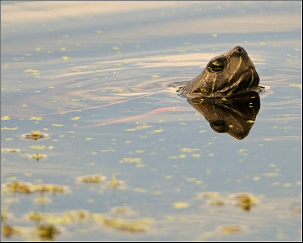 Turtle on the Water - Bryan's Image