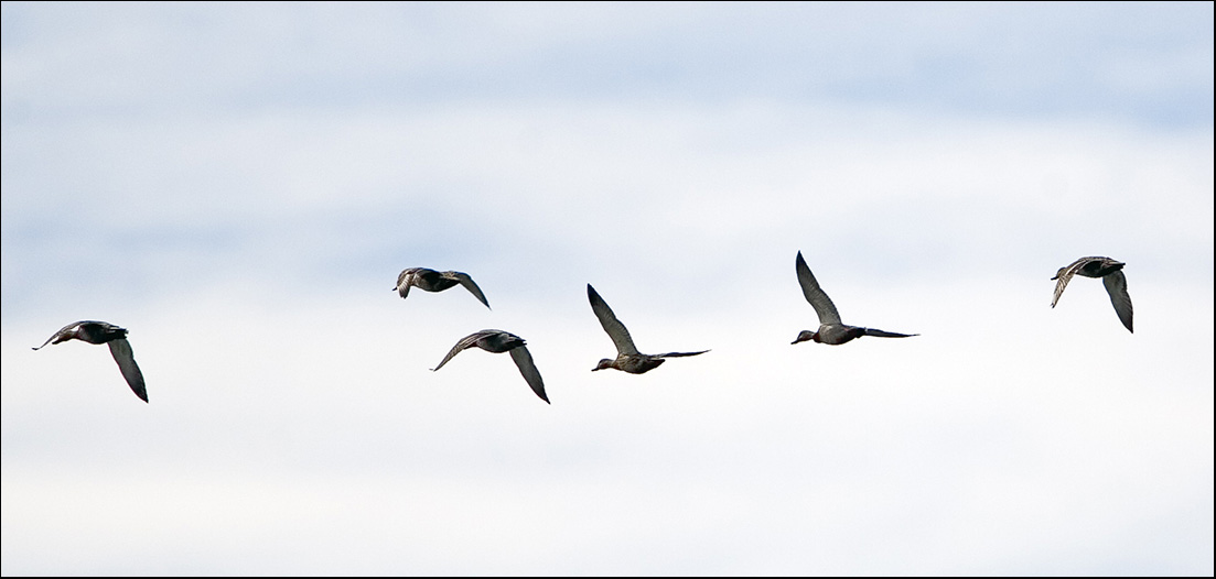 Ducks Getting Ready for a Water Landing