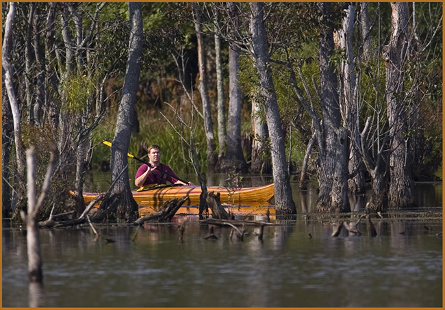 Kayaking Among the Trees