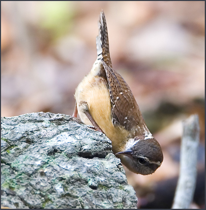 Carolina Wren Playing