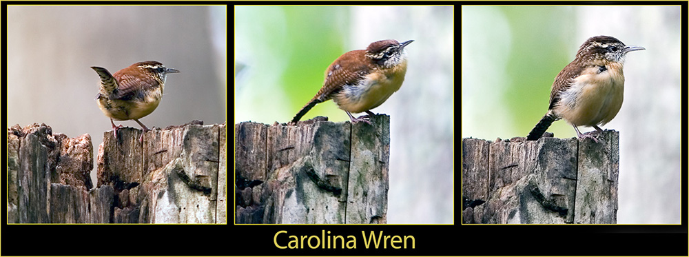 Wren Composite