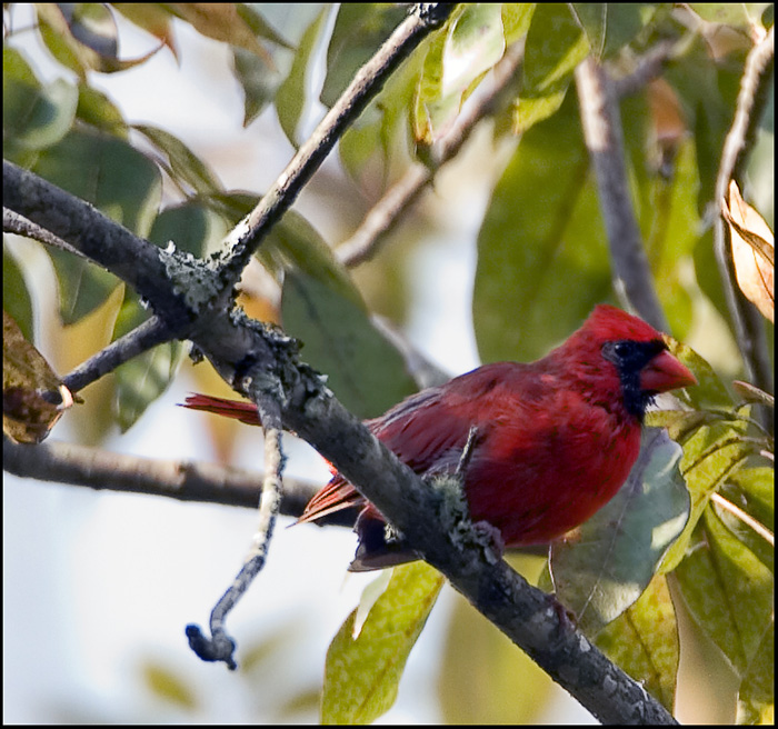 Northern Cardinal