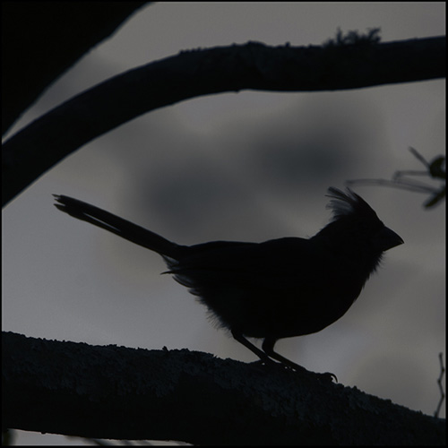 Cardinal in Silhouette