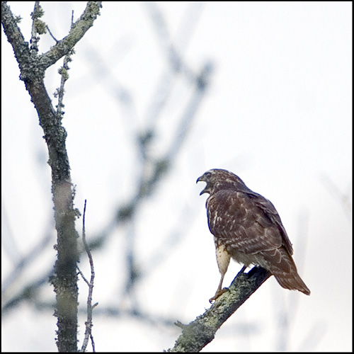 A Perched Hawk Calling