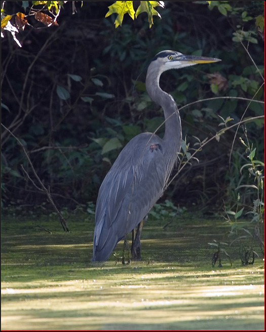 Great Blue Heron