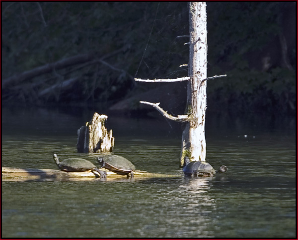 Turtles Sunning