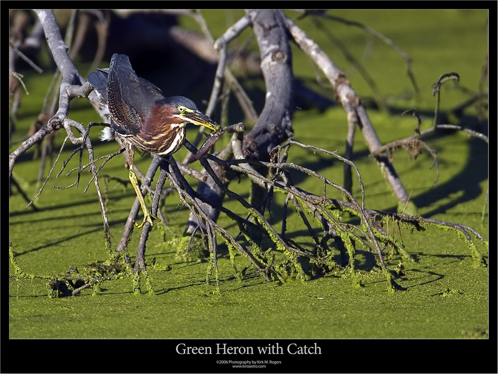 Green Heron with Catch