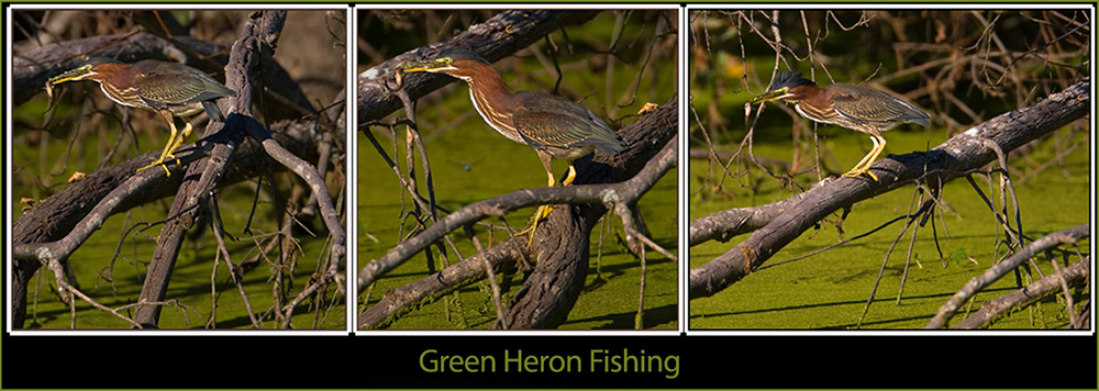 Green Heron Views