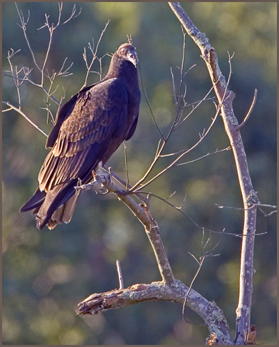 Turkey Vulture, aka as a buzzard