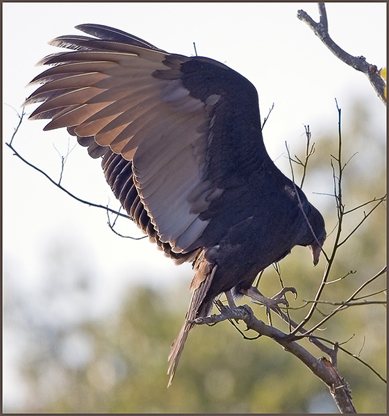 Turkey Vulture Wing Display