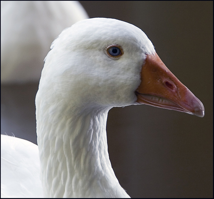 Snow Goose in Profile