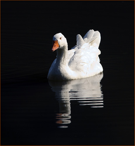 Snow Goose