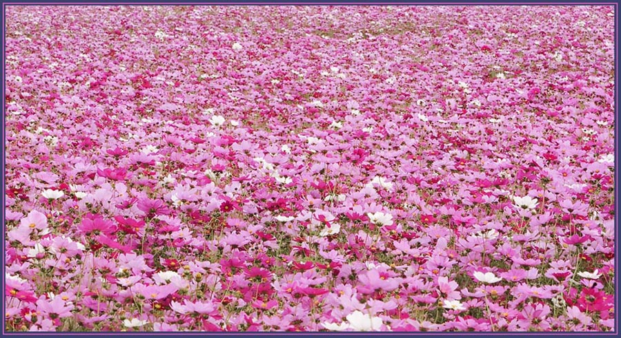 Sea of Flowers - Pink Cosmos