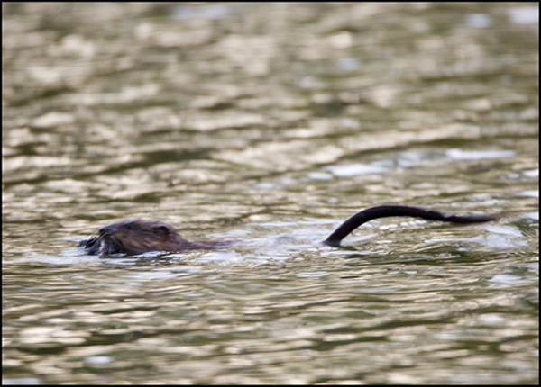 Swimming Muskrat