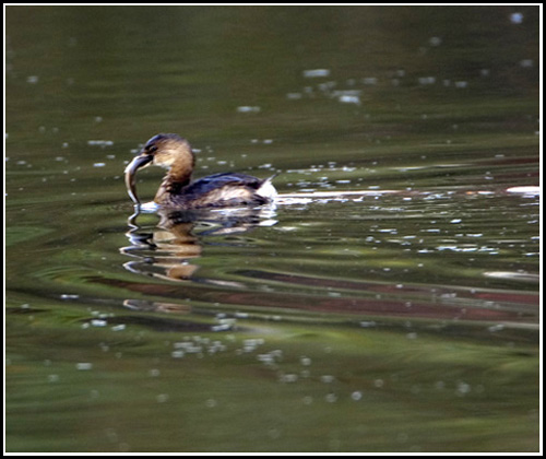 Pie-billed Grebe with Catch