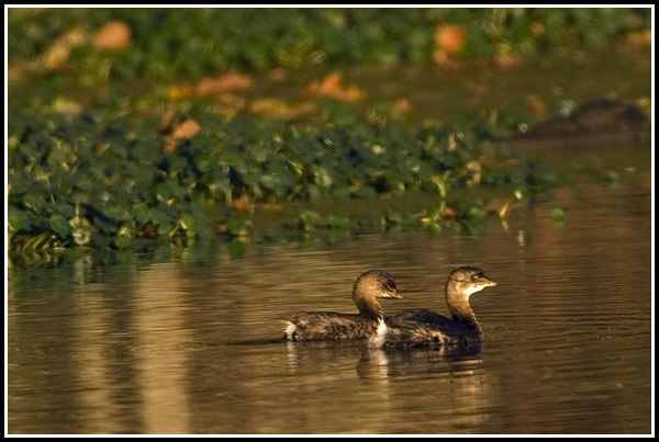 Pie-billed Grebes