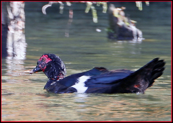 Swimming Muscovy