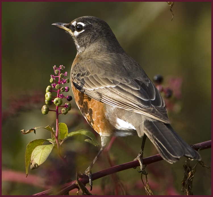 American Robin