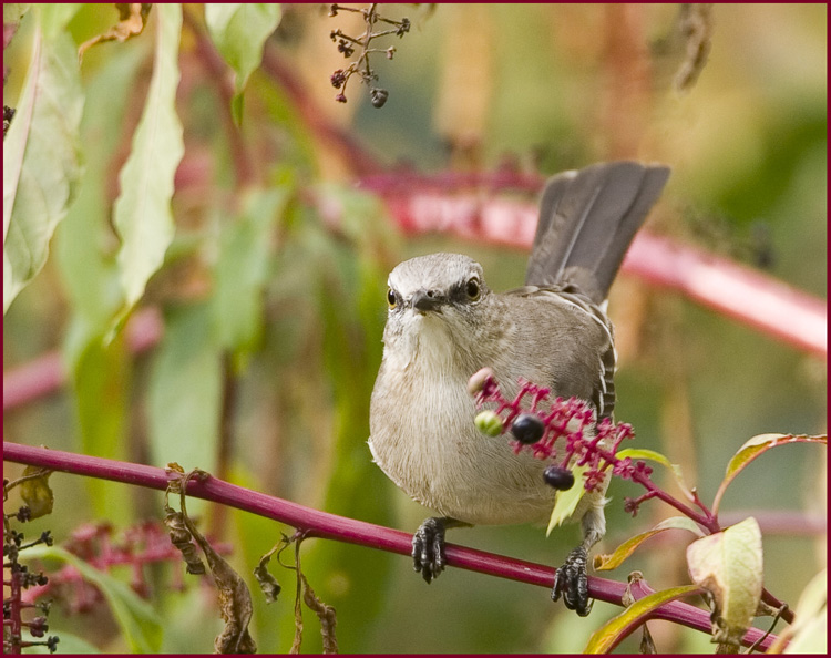 Northern Mockingbird