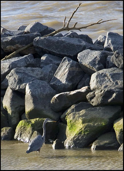 James River Great Blue Heron