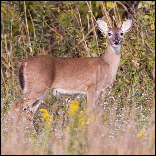 Doe White Tailed Deer