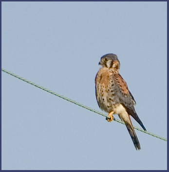 American Kestrel