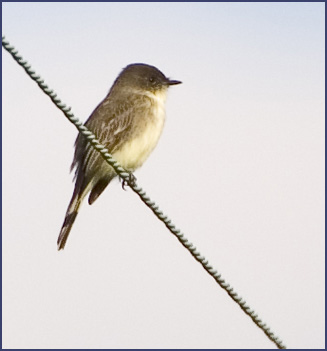 Eastern Phoebe