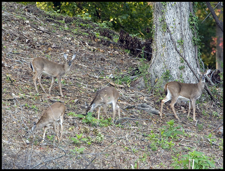 White Tails