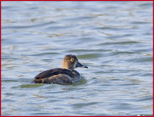 Ring-necked Duck