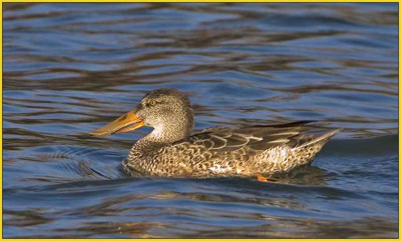 Northern Shoveler