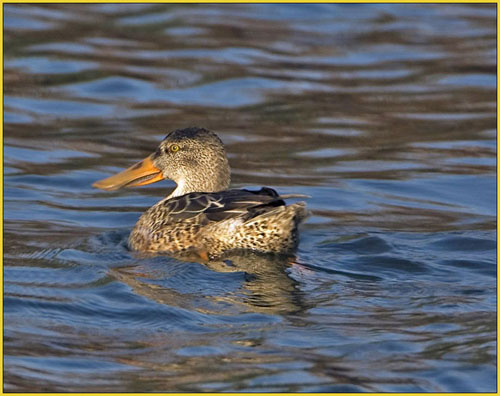 Northern Shoveler - these ducks winter in Virginia and further south