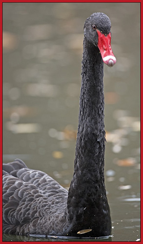 Black Swan - A Long View