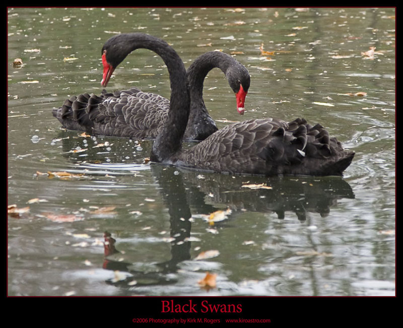 A Beautiful Pair of Swans