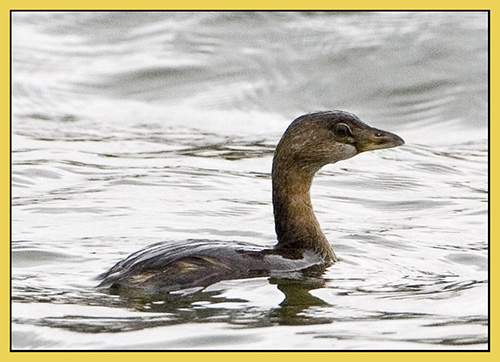 Pied-billed Grebe