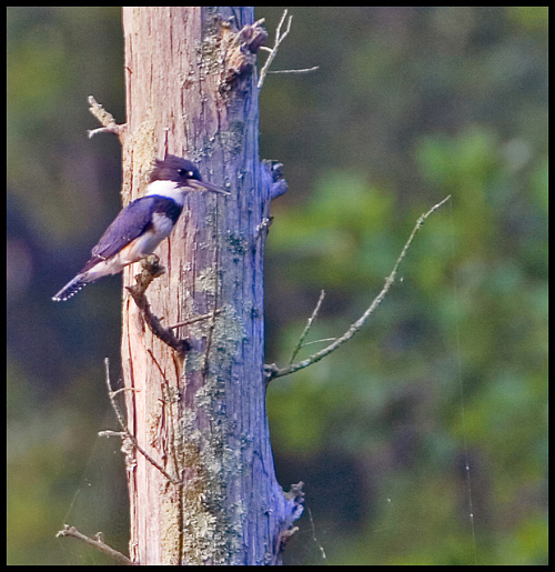 Belted Kingfisher