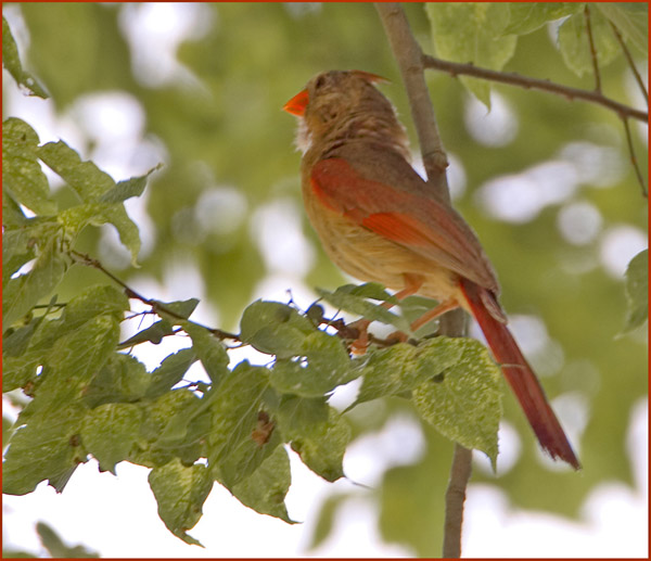 Female Northern Cardinal