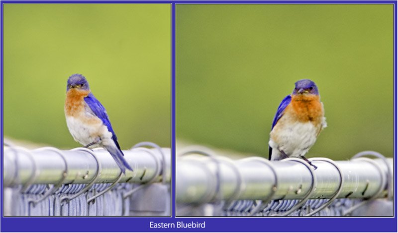 Eastern Bluebirds