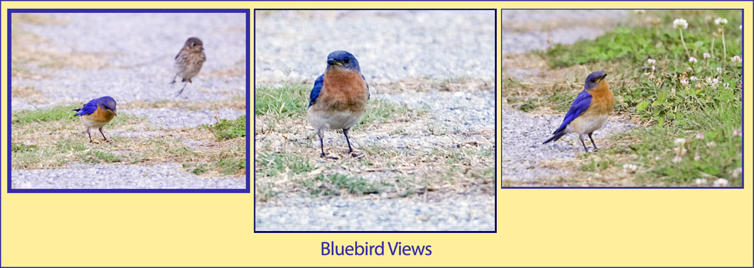 Bluebird Views