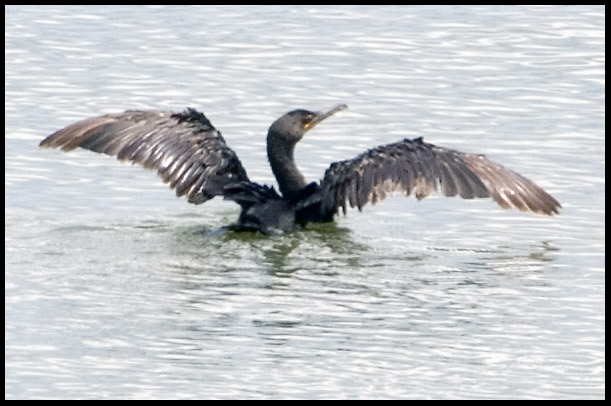 Double Crested Cormorant