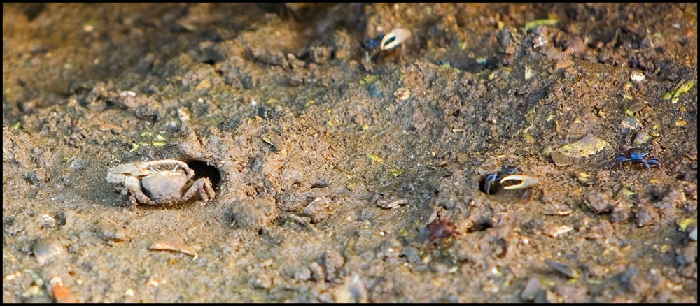 The Ever Present Fiddller Crabs