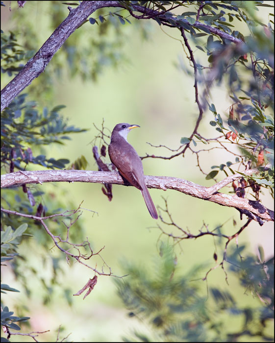 A Cuckoo in their Choosen Environment